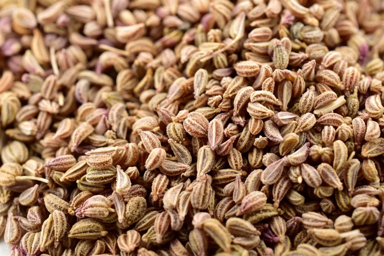 Ajwain Seed (Trachyspermum ammi) used in Mangal Prabhat (Laxative Churan)